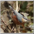 Sitta europaea - Kleiber 05.jpg